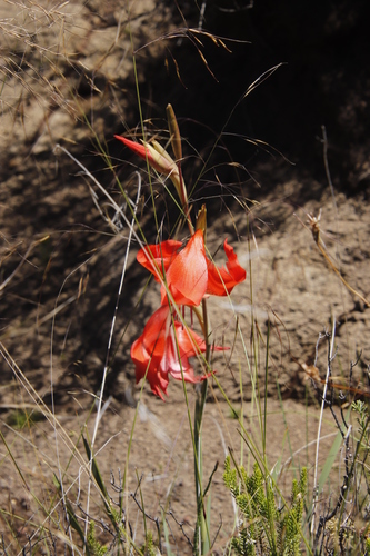 Image of Gladiolus saundersii by (c) Tony Rebelo, some rights reserved (CC BY-SA)