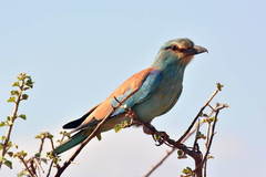 Coracias garrulus garrulus