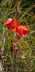Gladiolus saundersii