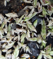 Eragrostis tenella insularis
