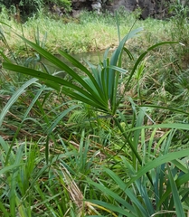 Cyperus alternifolius flabelliformis