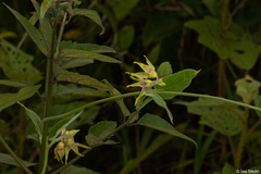 Oxypetalum appendiculatum