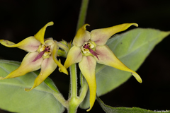 Oxypetalum appendiculatum