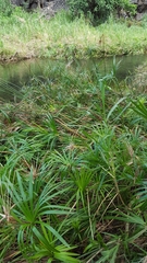 Cyperus alternifolius flabelliformis