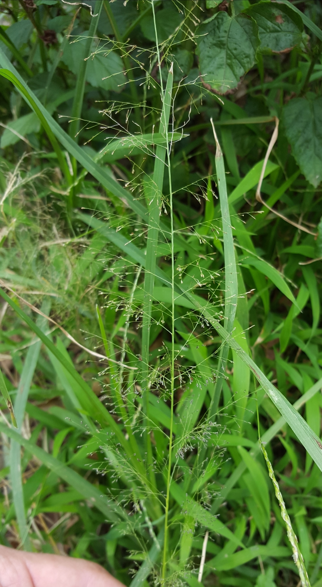 (c) François Rousseu, certains droits réservés (CC BY-NC) https://www.inaturalist.org/observations/106813433