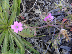 Geranium berteroanum