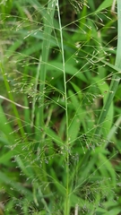 Sporobolus tenuissimus