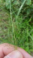 Sporobolus tenuissimus