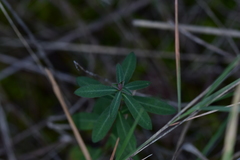Euphorbia fragifera