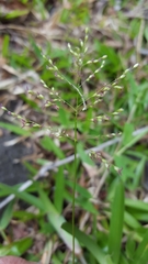 Brachiaria umbellata