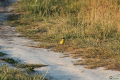 Motacilla flava