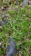 Brachiaria umbellata