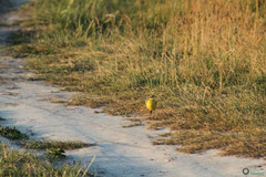 Motacilla flava
