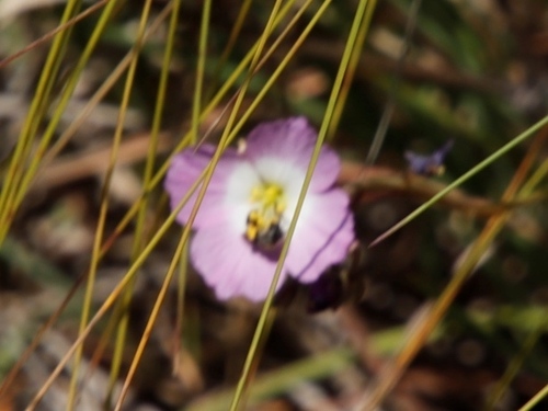 Image of Heliophila carnosa by (c) Tony Rebelo, some rights reserved (CC BY-SA)
