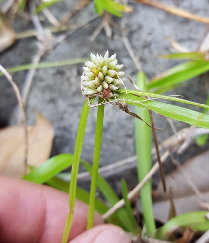 Mariscus dubius subsp. dubius image