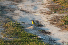 Motacilla flava