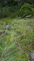 Eragrostis curvula
