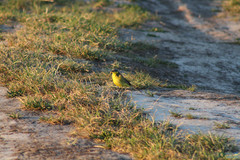 Motacilla flava