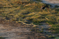 Motacilla flava