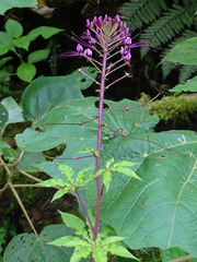 Cleome spinosa