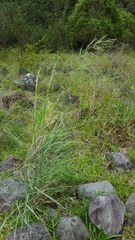 Eragrostis curvula