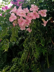 Podranea ricasoliana