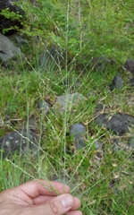 Eragrostis curvula