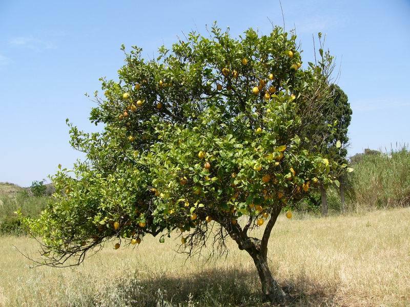Limón Persa (Citrus limon) · NaturaLista Mexico
