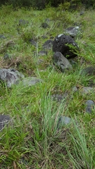 Eragrostis curvula