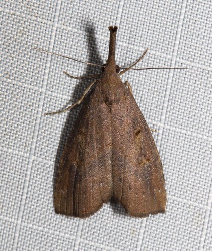 Hypena indistincta