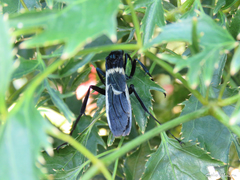 Pepsis decorata