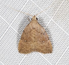 Tolpiodes oligolasia