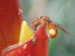 Trigona chanchamayoensis
