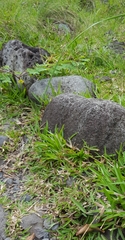 Eragrostis curvula