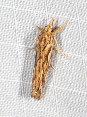 Meyrickella torquesauria