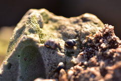 Melarhaphe neritoides