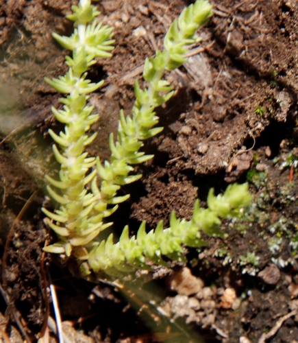 Crassula lanceolata