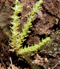 Crassula lanceolata