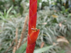 Trigona chanchamayoensis