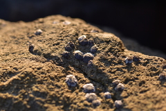 Melarhaphe neritoides