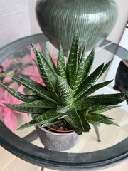 × Gasteraloe