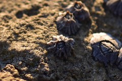 Melarhaphe neritoides