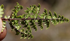 Cheilanthes quadripinnata