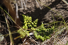 Cheilanthes quadripinnata