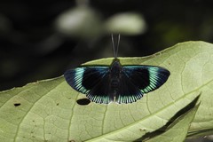 Lyropteryx apollonia