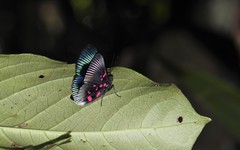 Lyropteryx apollonia