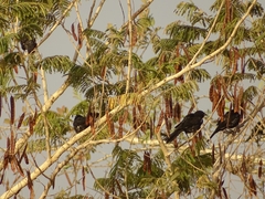 Bubalornis albirostris