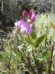 Lathyrus magellanicus