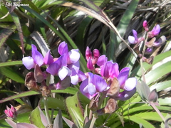 Lathyrus magellanicus