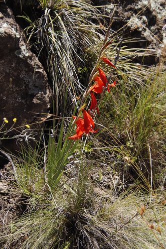 Image of Lesotho Gladiolus by (c) Tony Rebelo, some rights reserved (CC BY-SA)